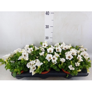 Petunia  'Surfinia Baby White'