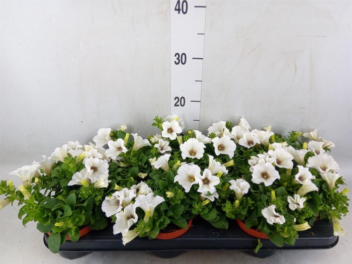 <h4>Petunia  'Surfinia Baby White'</h4>