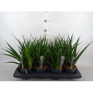 Sansevieria kirkii 'Friends'
