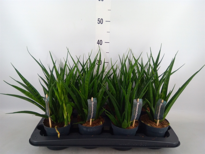 <h4>Sansevieria kirkii 'Friends'</h4>