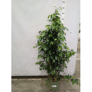 Ficus benja. 'Danielle'