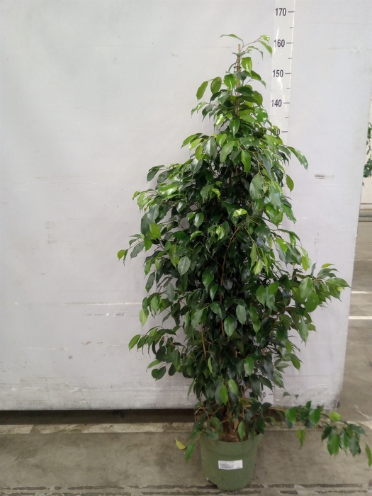<h4>Ficus benja. 'Danielle'</h4>