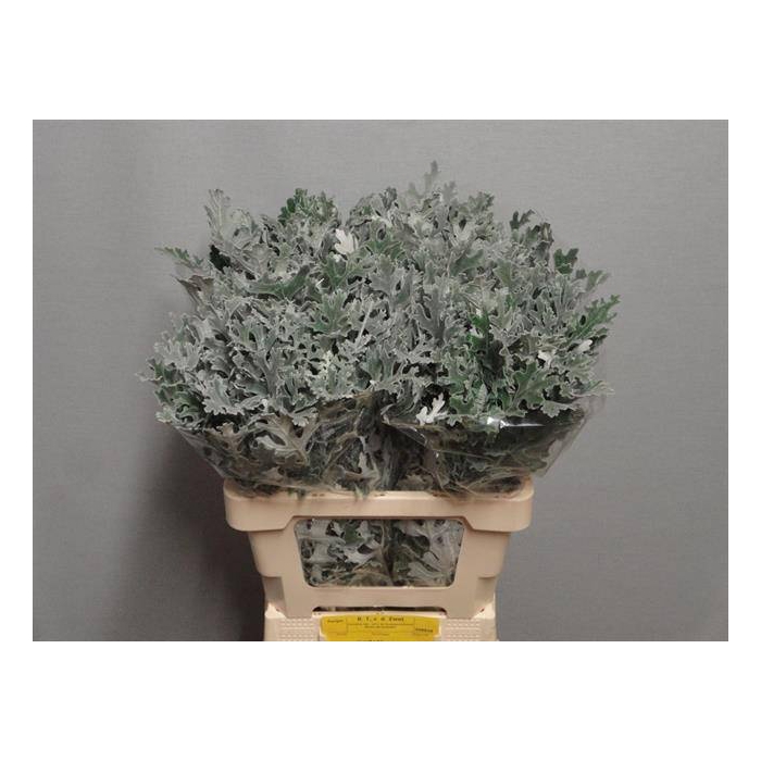<h4>JACOBAEA MARITIMA</h4>