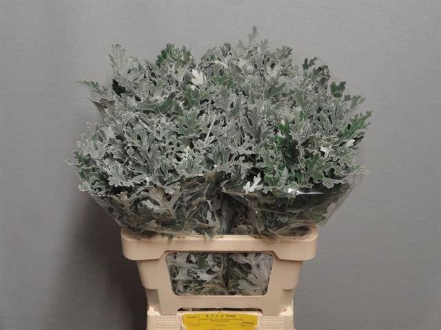JACOBAEA MARITIMA