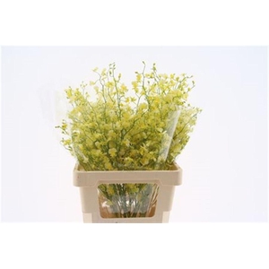 Oncidium Elena L