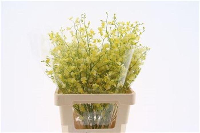 <h4>Oncidium Elena L</h4>