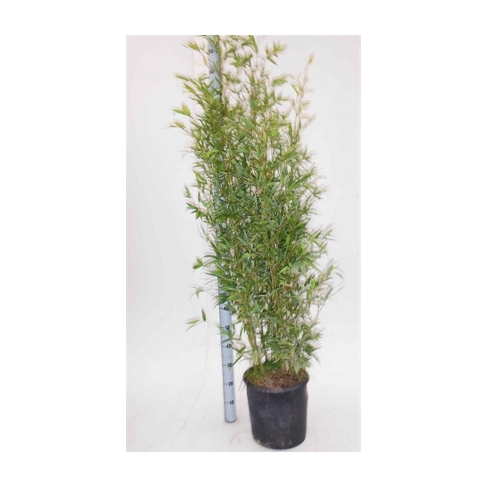 <h4>Phyllostachys aurea</h4>