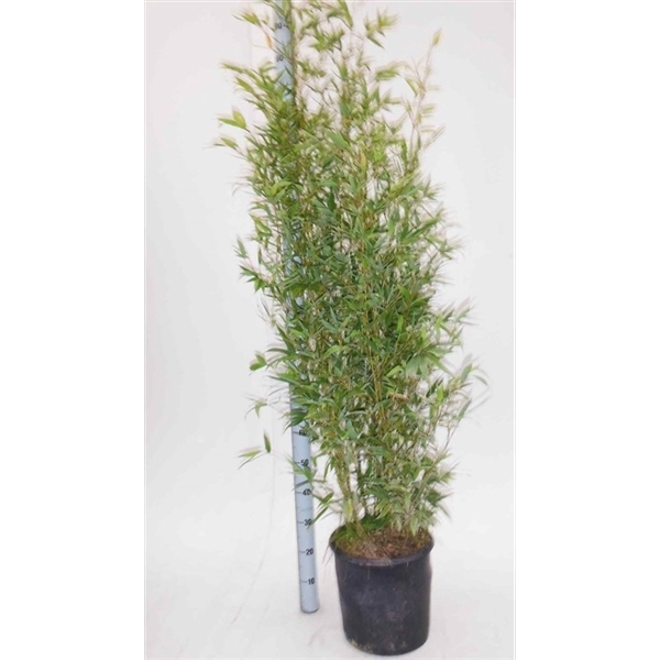 Phyllostachys aurea