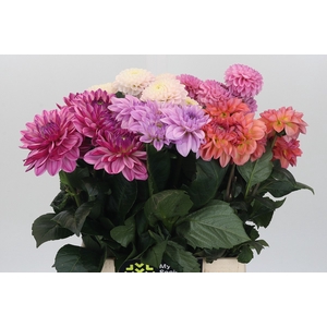 Dahlia Gemengd in fust