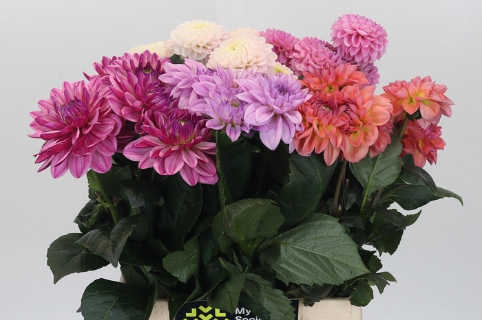 <h4>Dahlia Gemengd in fust</h4>