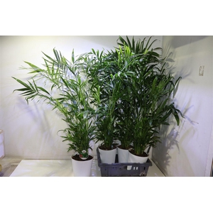 arr8 Chamaed Cataractarum In Kunststof Pot