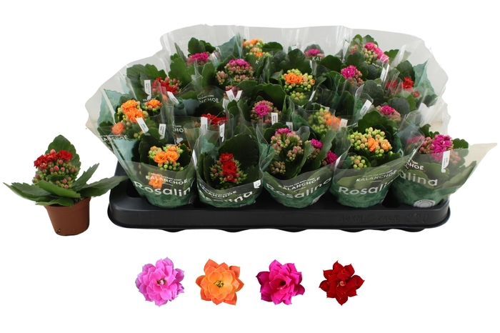 <h4>KAL GE RO GEM 4 KL</h4>