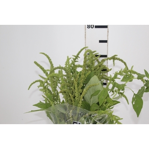 AMARANTHUS VERDE