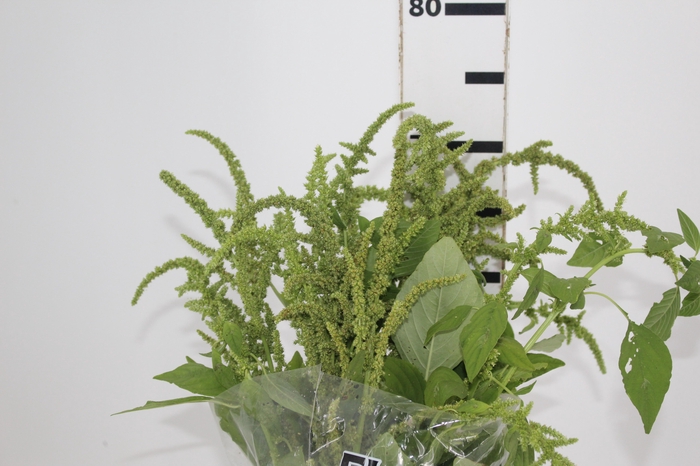 <h4>AMARANTHUS VERDE</h4>