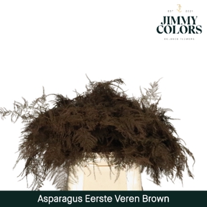 Asparagus 1ste Brown