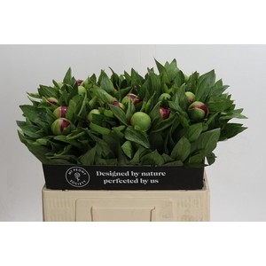 Paeonia Red Charm