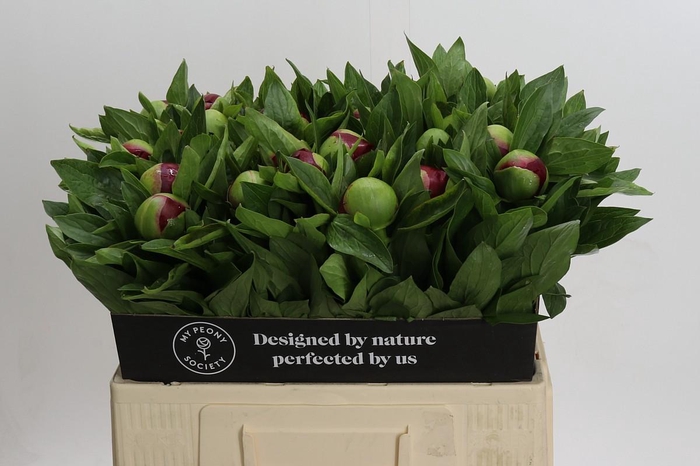 <h4>Paeonia Red Charm</h4>