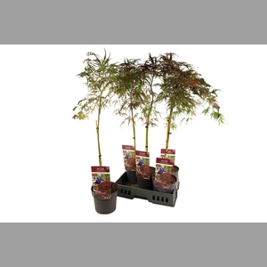 ACER PA GARNET