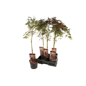 ACER PA GARNET