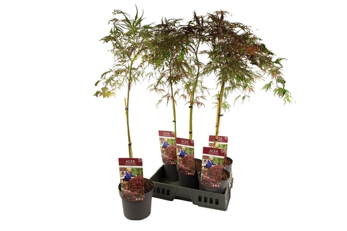 <h4>ACER PA GARNET</h4>