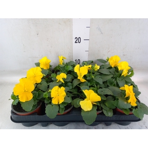 Viola wr. 'Matrix Yellow'