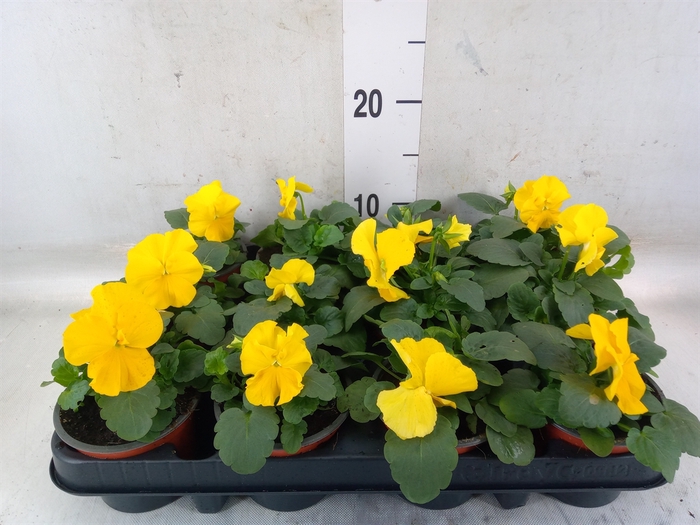 <h4>Viola wr. 'Matrix Yellow'</h4>