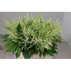 Astilbe Washington