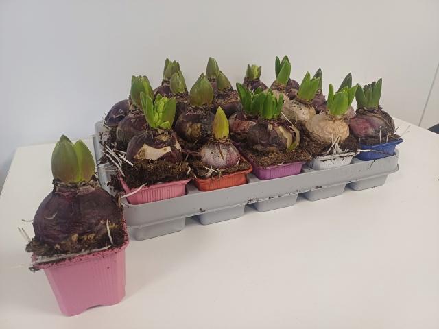 <h4>Hyacin Gem 5 Kl</h4>