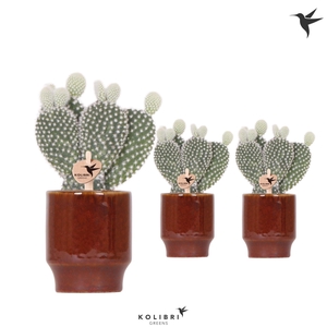 Kolibri Greens Opuntia white in Classy pot red