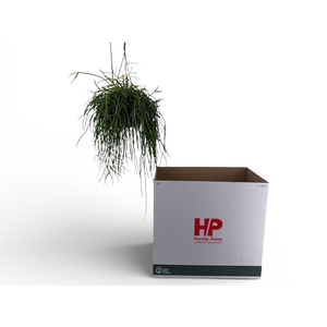 RHIPSALIS OV