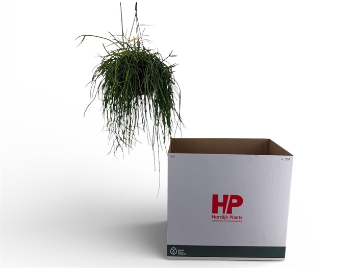 <h4>RHIPSALIS OV</h4>
