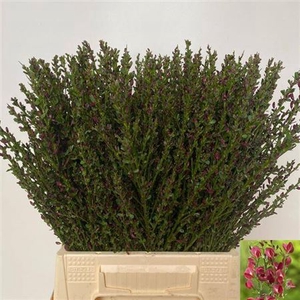 Cytisus Boskoop Ruby