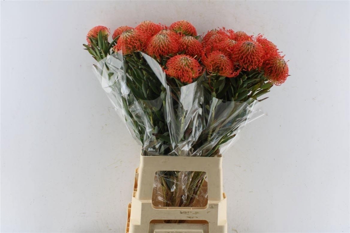 <h4>LEUCO CO SUCCESSION</h4>