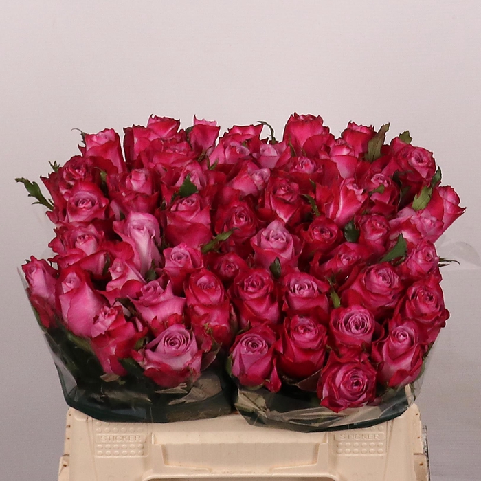 <h4>R GR DEEP PURPLE</h4>