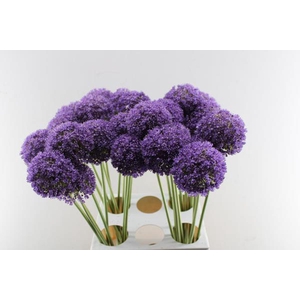 Allium Ambassador (x28)