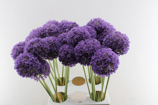 <h4>Allium Ambassador (x28)</h4>