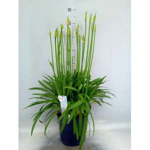 Agapanthus  'Amourette Superb'