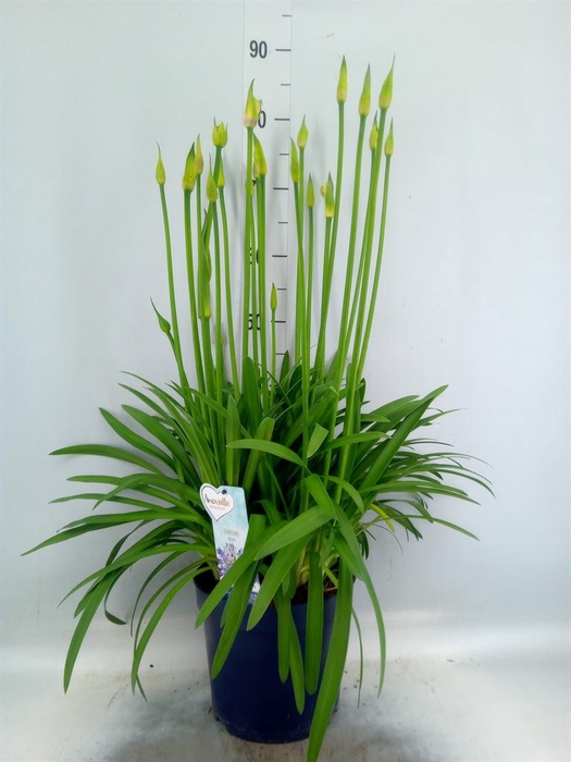 <h4>Agapanthus  'Amourette Superb'</h4>