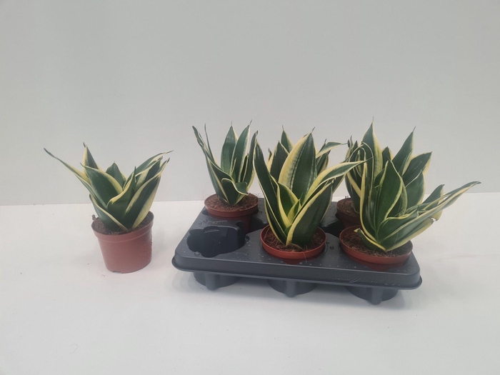 <h4>SANSEV HAHNII</h4>