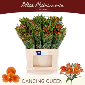 ALSTR DANCING QUEEN