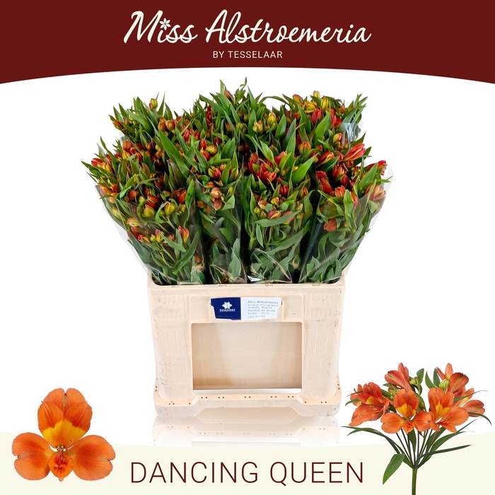 <h4>ALSTR DANCING QUEEN</h4>