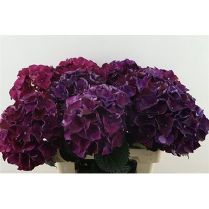Hydr M Ruby Purple 60-19