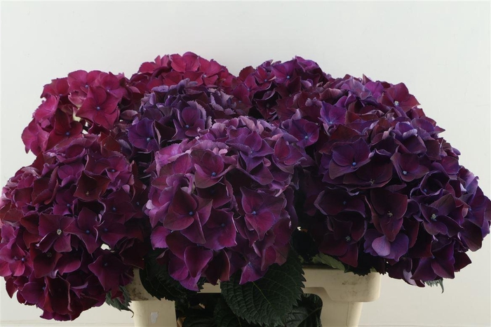 <h4>Hydr M Ruby Purple 60-19</h4>