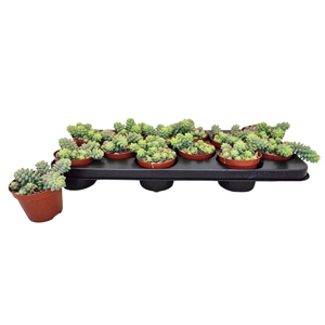 SEDUM BURRITO