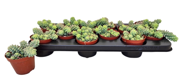 <h4>SEDUM BURRITO</h4>