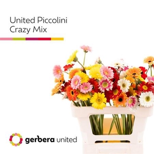 Ge Mi Piccolini Crazy Mix