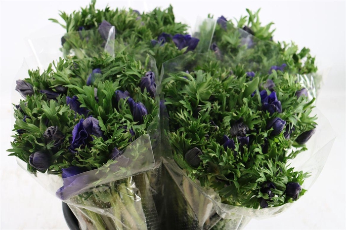 <h4>Anem Marianne Blue</h4>