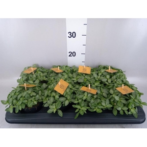 Fittonia verschaf.