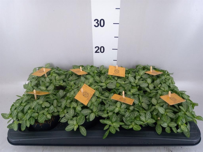 <h4>Fittonia verschaf.</h4>