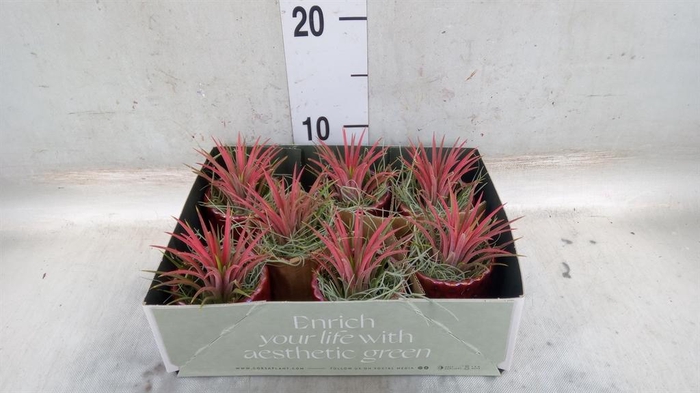 <h4>Arr. Tillandsia L%</h4>